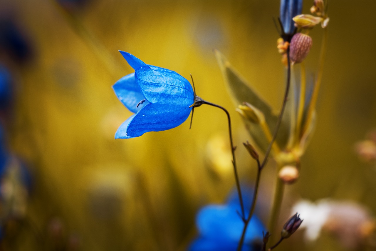 新しく咲く青い花